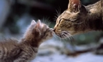 Feline mliječni zamjena: karakteristike alternativnih proizvoda za hranjenje